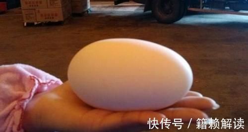 怀孕|因怀孕坚持吃鹅蛋?医生怒道:就算再无知,也别拿宝宝生命开玩笑