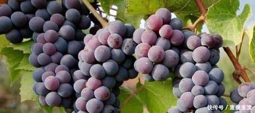 美容养颜|女人不想显老,多吃以下4种食物,排毒抗衰,美容养颜,显年轻