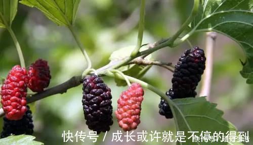 木耳多糖|高血脂除了吃藥，這6種食物要多吃，幫助降血脂，身體更健康