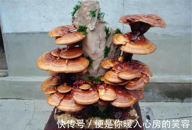 铁皮石斛|4种“名贵中药”做盆景,一养就是30年,土豪出价“5万”都不卖!