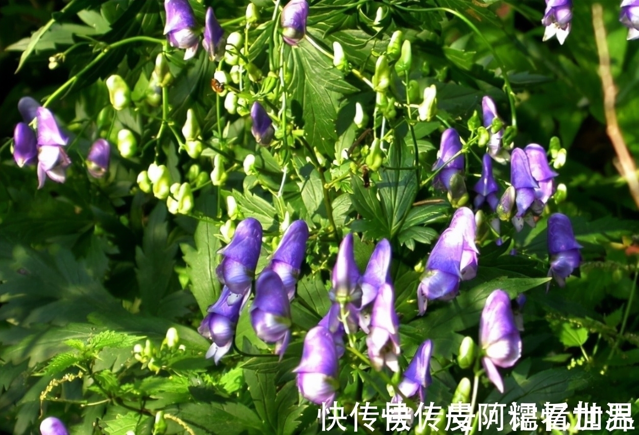 采摘|乌头:有着出色的颜值,也是毛骨悚然的剧毒之物,若见到请勿采摘