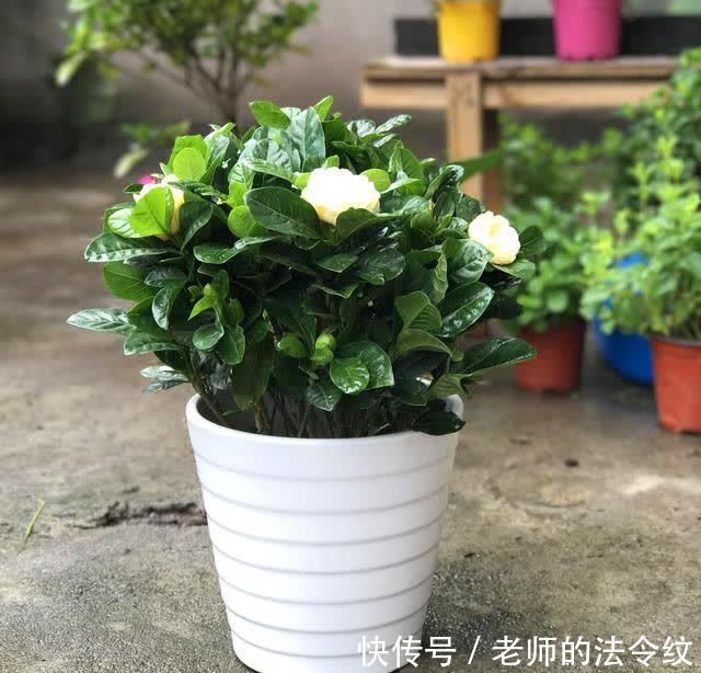 小窍门|购买栀子花的两个小窍门，帮你少吃点亏