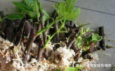 腐叶沙质土|养花不如种“水果”，1根枝条插1盆，一结一大筐，吃都吃不完！