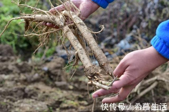 中老年人|中医黄芪巧搭一物“赛人参”，连用一周后，“肝净”如新