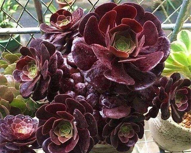 多肉界的“大魔头”黑法师，养护就3点，一年窜了半米高，变老桩