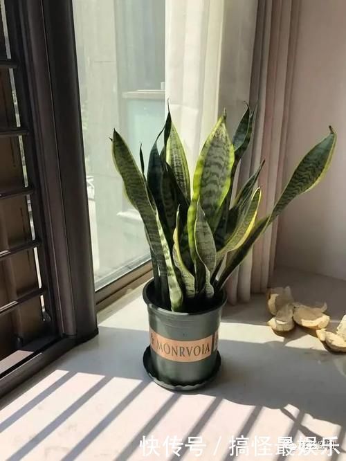 酒鬼|这3种花都是“小酒鬼”,每七天喝一口,叶绿,根壮,养养更茂盛