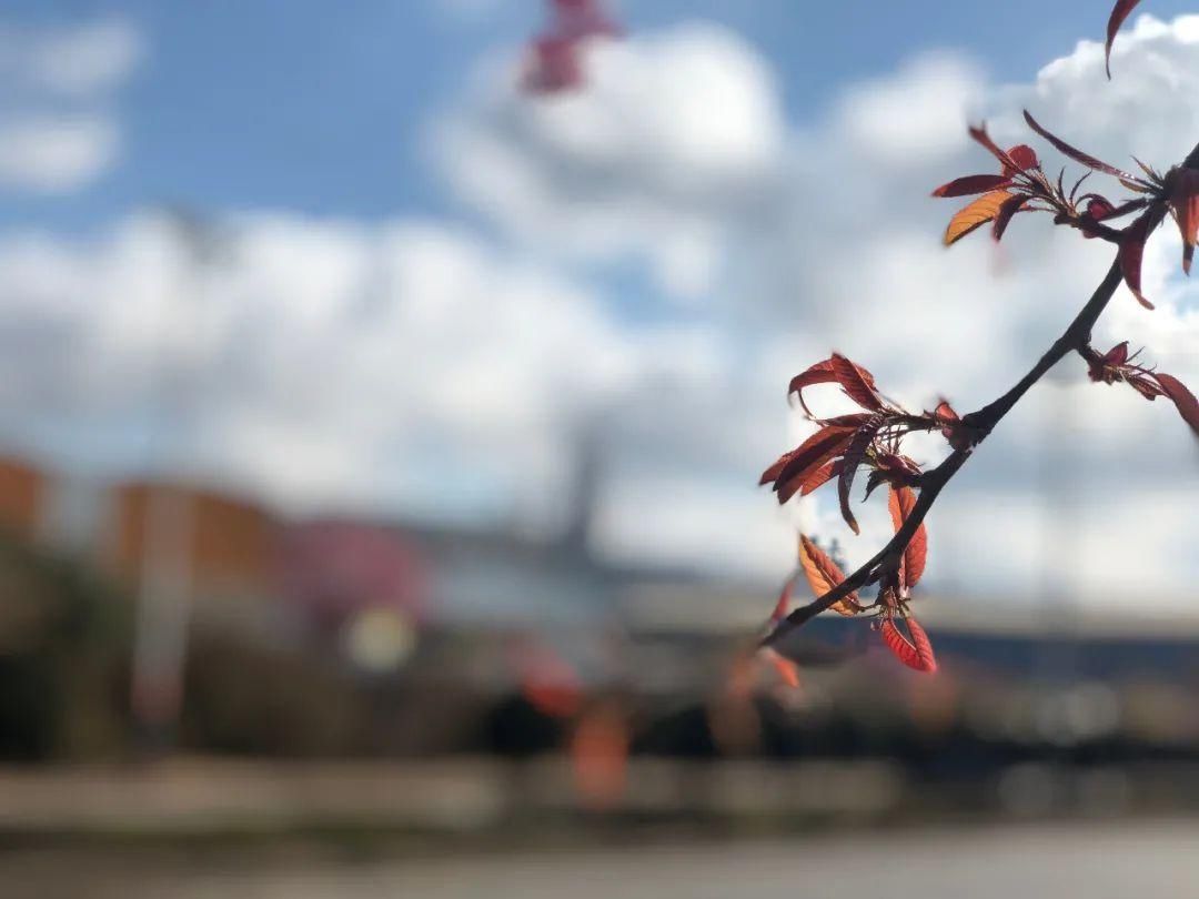 樱花|通海里山：樱花烂漫似春来