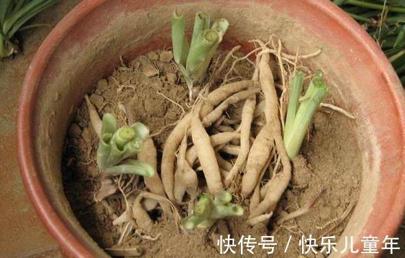 别再浇水了，花都是被你浇死的，教你1招，家里花草轻松爆盆