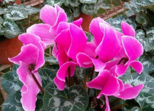 4种花美丽不输玫瑰，比兰花还香，四季持续开花，清香优雅