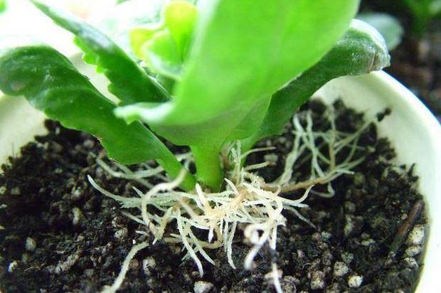 扦插|冬季扦插这4样花卉植物,成活率更高,来年开春就芽满枝