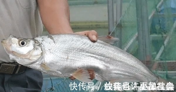 垂钓|长江该禁止钓鱼一男子长江“疯钓”野生白鱼,引网友怒怼
