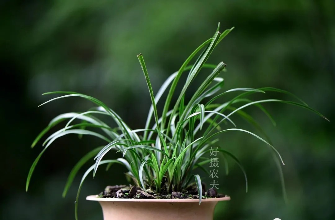 矿泉水|夏天兰花不好养?这4个坑不要再踩了,新手兰友都做过