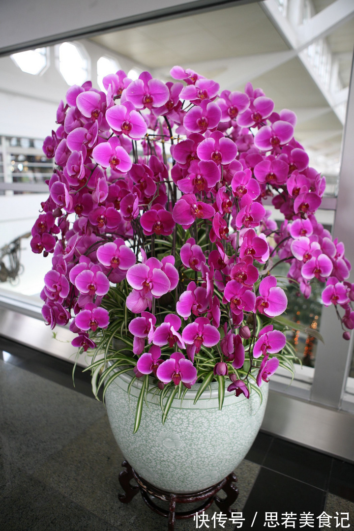 6种“洋气花”,厕所里养的旺,臭味吸光,卫生间变小花园