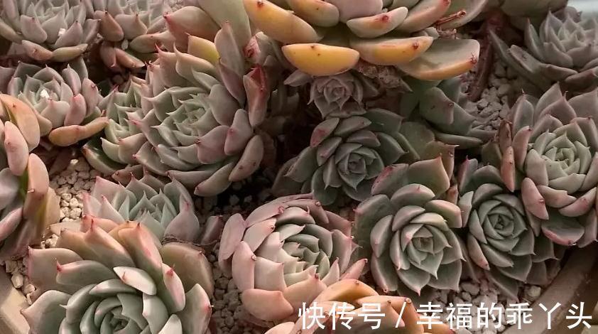 浅谈多肉植物怎么缓根
