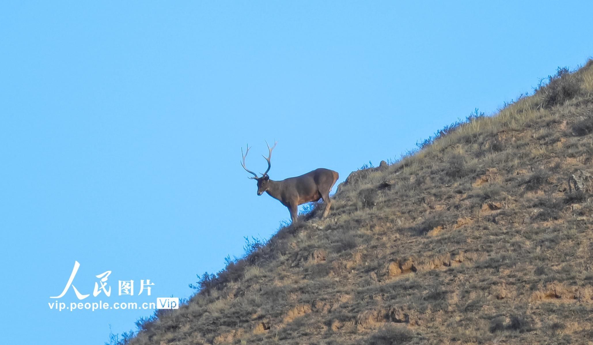 张掖|甘肃张掖：成群白唇鹿现身祁连山北麓