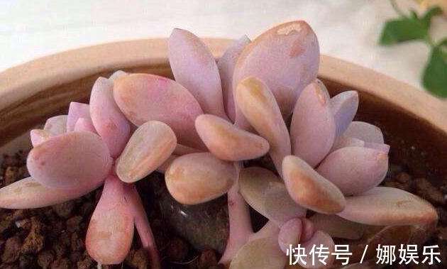 黄泥土|新手养多肉就选冬美人，注意这三点，简简单单养爆盆，美丽极了