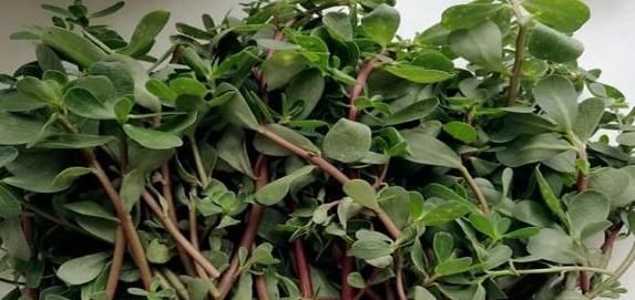 毒素|养肝等于养命,多吃4道养肝菜,清肝毒,养肝血,让你健康少生病