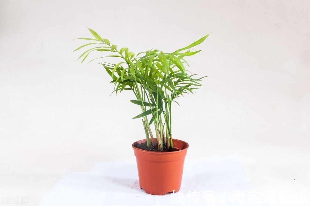 这6种花，30天不浇水也没事，只需要有散射光，就能活的很好