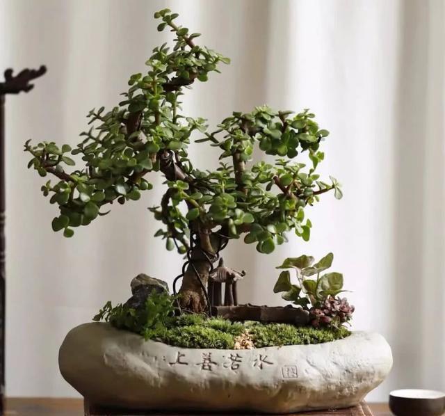 光照|金枝玉叶这么养,枝干苍劲有力,造型漂亮颜值高,变成盆景价值大