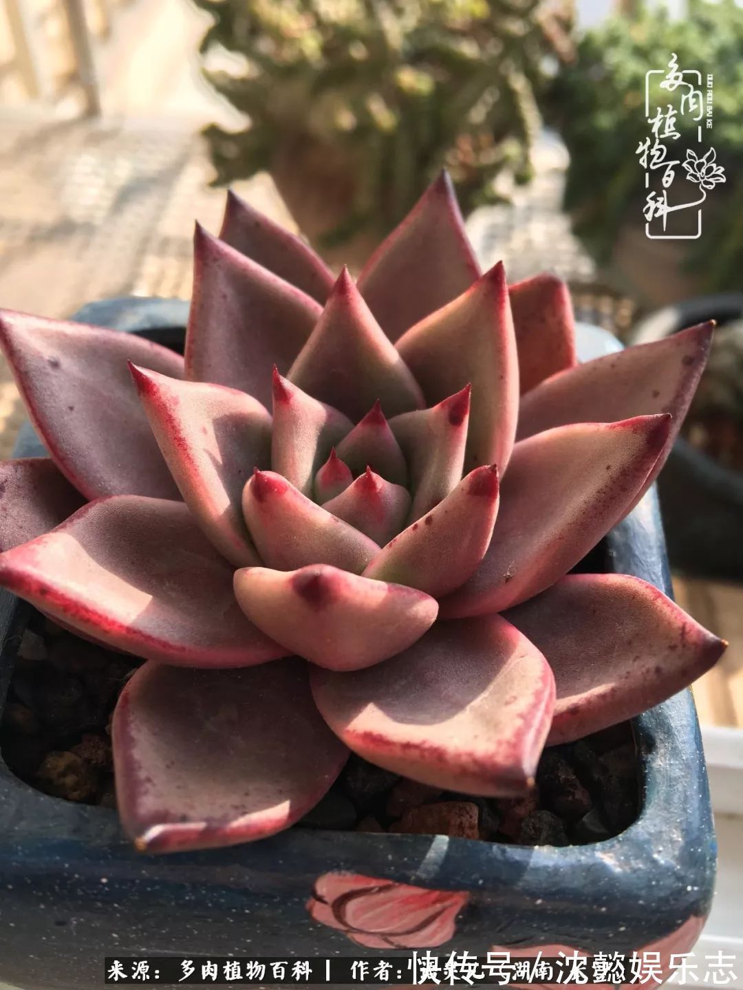 阳台党|邂逅多肉,爱折腾的阳台党,总能收获简单纯粹的快乐!