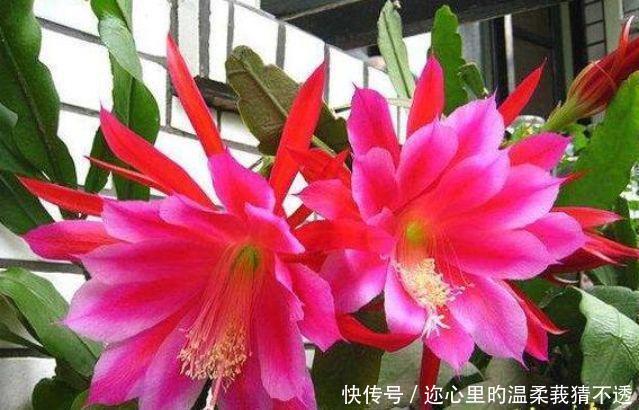 养花就养个花期长的,四季繁花似锦,姿色艳丽,花姿妖娆