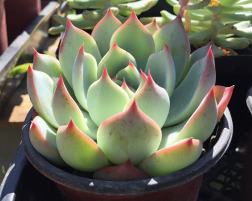 林赛|多肉林赛怎么养更紧凑教你3个小妙招,养出叶片红润饱满的林赛