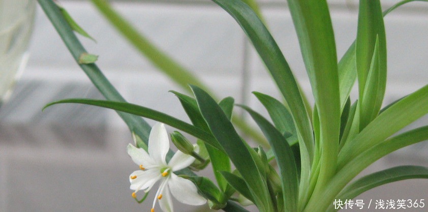 “4种花”春天要“勤”浇水,浇水多开花多,长得旺,你家有吗