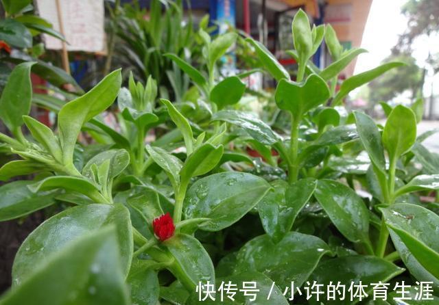 6种青菜根,吃完不要扔,插进花盆,浇浇水,20天长成“小菜园”