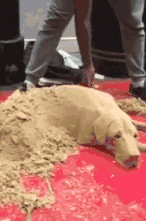 |搞笑GIF:大金毛估计是湖南的,四川重庆吃红辣椒,湖南就爱青椒