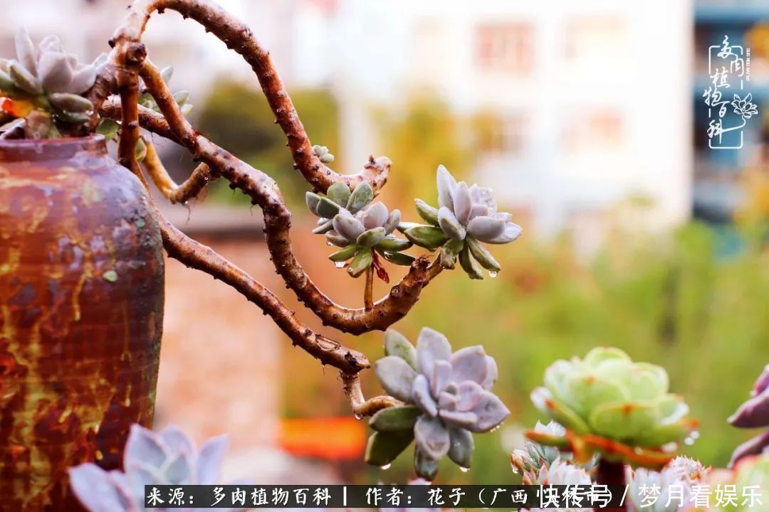 为了爱情|为了爱情来到陌生城市,偶遇多肉,地老天荒的爱恋!