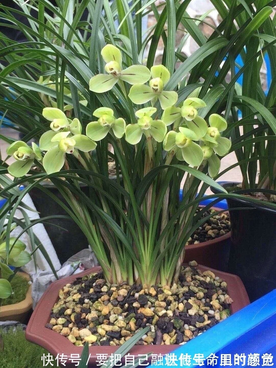 兰花|秋凉后,养3种花,最好换盆、换土,到时候不开花、黄叶