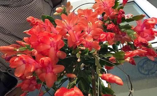 养护|蟹爪兰哗哗掉叶子，避开2个“坑”，蹭蹭冒新叶，一年开花好几茬