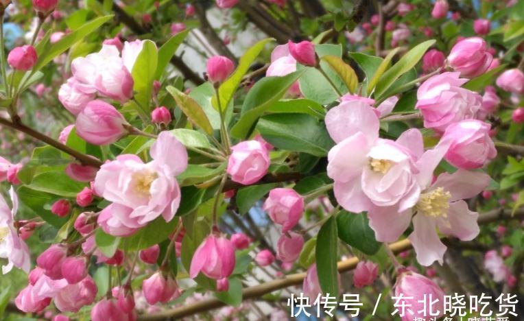 六种“长寿花”，越老越值钱，花开富贵，越养越精贵