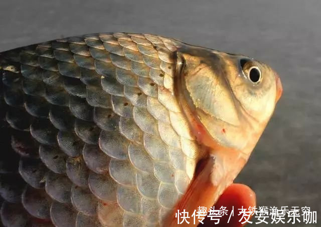 工程鲫的“哭泣”,满肚子鱼卵啥也生不出,为何钓不光吃不绝?