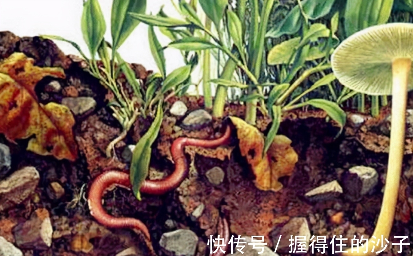 抓蚯蚓放花盆里,小齐也曾犯过这个“错误”,盆栽花卉不要尝试