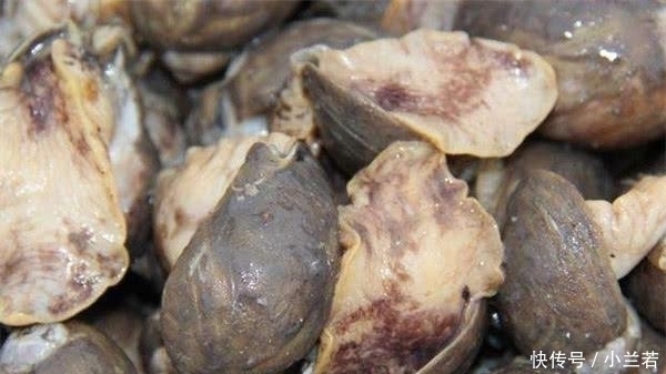 嫌弃|这种海鲜常被人嫌弃,一斤仅要3块钱没人买,却要比海参营养美味