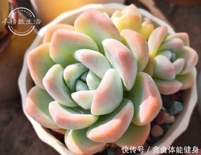 控养多肉有前提,3要4不要不能反,错了变瘦,对了肥美!