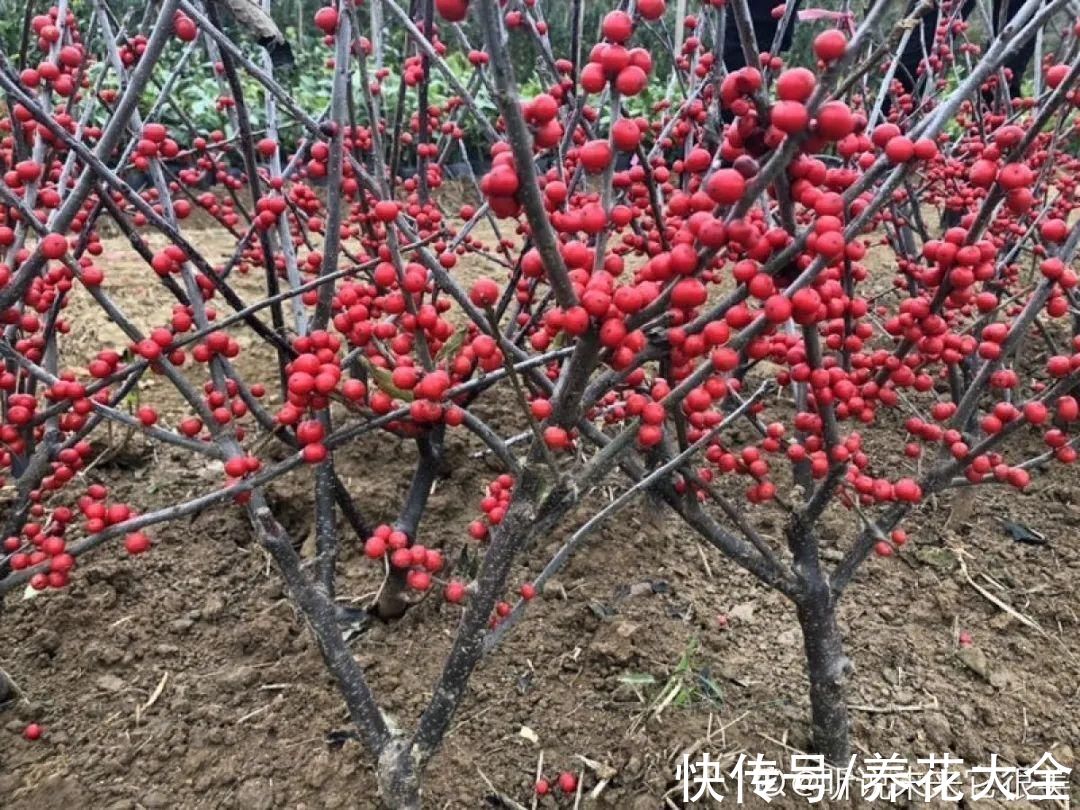 -30℃都不怕的“富贵树”,天越冷、果子越红,一挂就是大半年