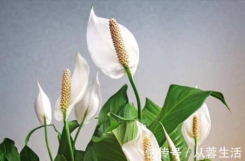 植物|新房入住最怕有甲醛,有钱人都养上这些植物,身体越住越健康