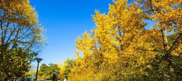  寺院|妙应寺俗称白塔寺是一座藏传佛教格鲁派寺院妙应寺始建于元朝