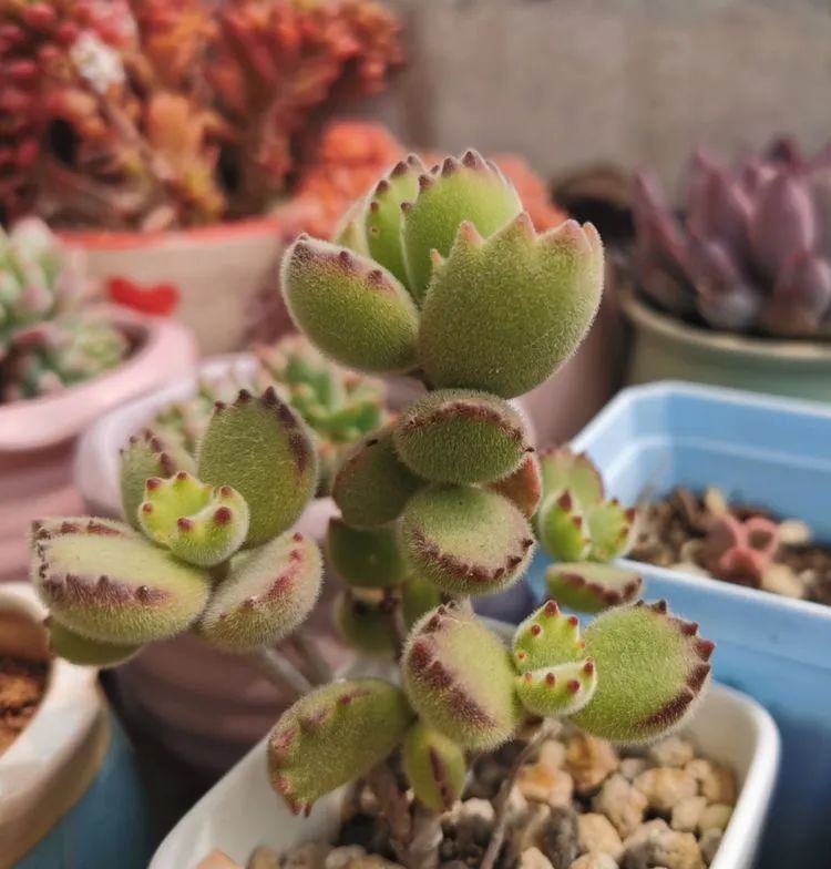 黛比|佛系养肉人生活明朗,多肉可爱,唯适者生存!