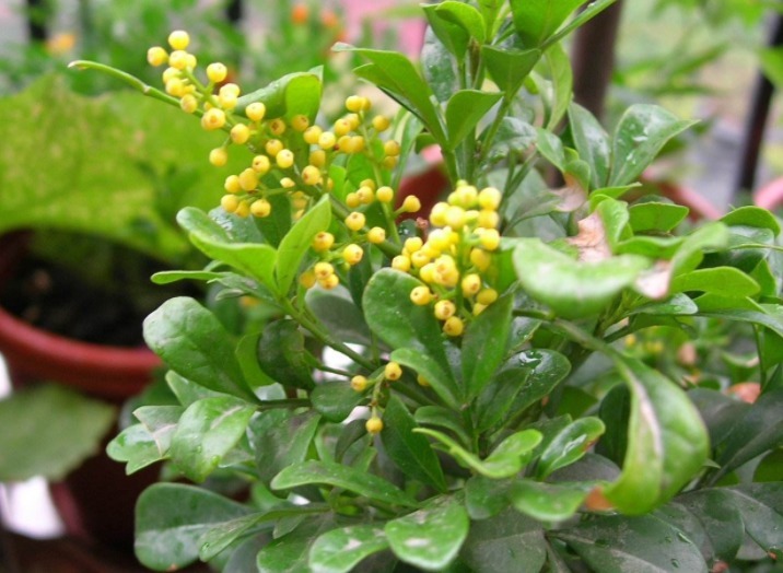 米兰开花少教你3个养护妙招，全年开花，轻松爆盆，花香满屋！