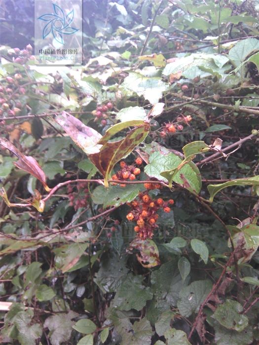 中药大辞典|茅莓，见过吗？能散瘀止痛，解毒杀虫