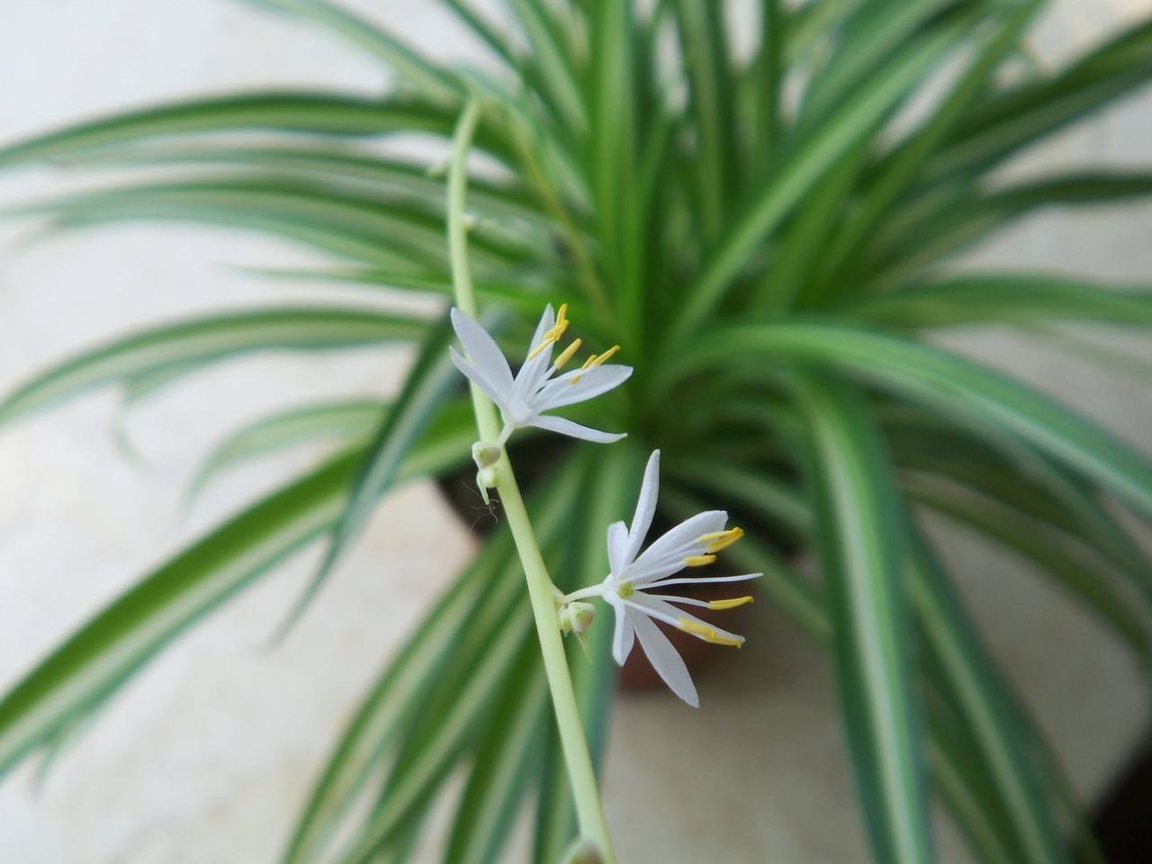 入秋后，吊兰怎么养只需“剪一刀”，新叶疯长，胜过每天施肥！