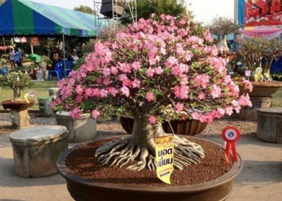 这“几种花”很便宜,养成“盆景”后,变身为“高价”盆栽!