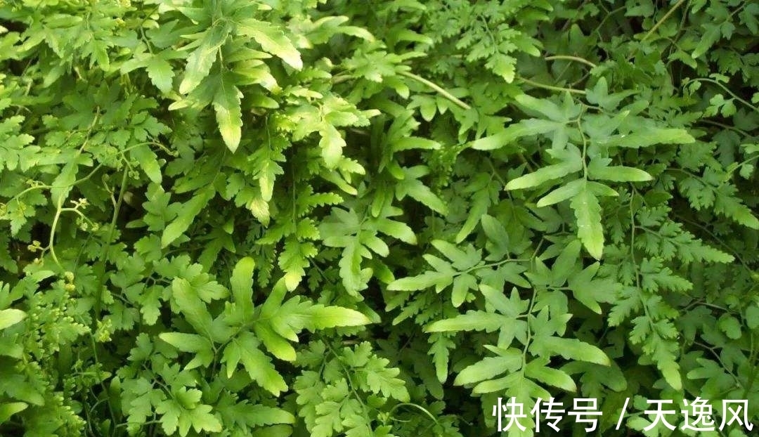 收割|农村随处可见的植物海金沙,别把它当杂草除了,是很好的中药材