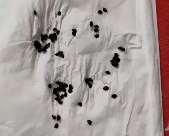 日照|阳台种小葱，注意3点，叶子猛蹿，割了一茬又一茬，收获不断！