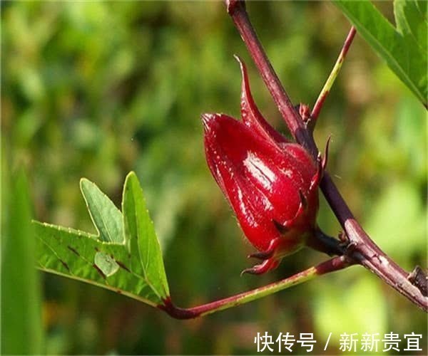 莲雾|常吃以下几种水果,能清热解毒、安神助眠,效果显著