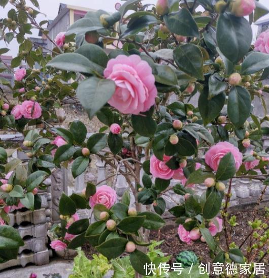 花芽|秋天养茶花，学会施肥“事半功倍”，不黄叶不掉苞，开花又大又美