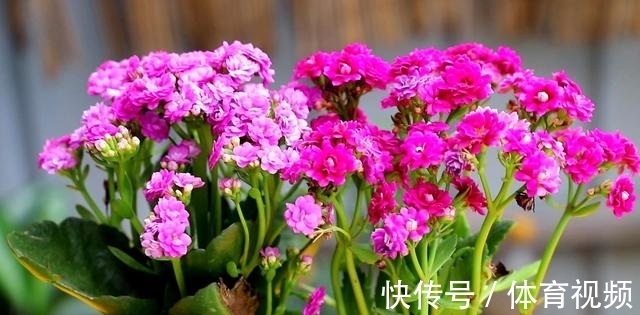 长寿花|养长寿花不能“懒”，做好4要点，一茬接一茬开不停，尤其是第3点